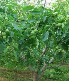 核桃树1至4年幼龄期如何把握冬季修剪及来年挂果量不减