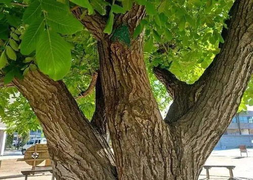 甘肃定西有一棵百年老核桃树,藏有故事,至今还在结果